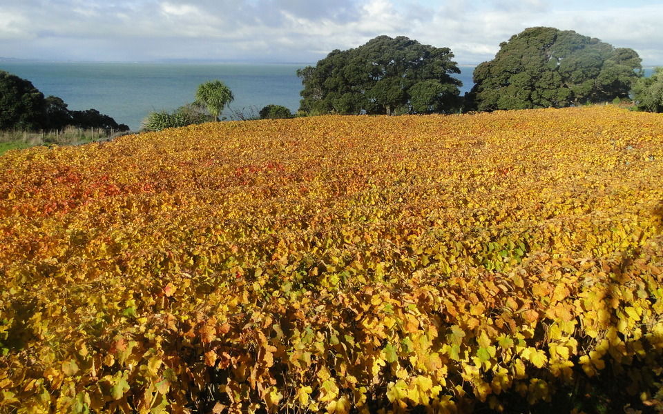 Welcome to Awhitu Wines